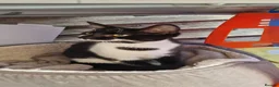Mixed Breed cats for sale: Beautiful kittens boy and girl  - Advert 5