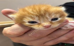 Mixed Breed cats for sale: 2 ginger males - Image 7