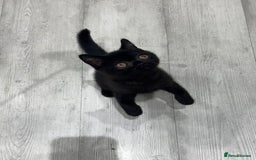 British Shorthair cats for sale: Gccf pedigree black little boy  - Image 2