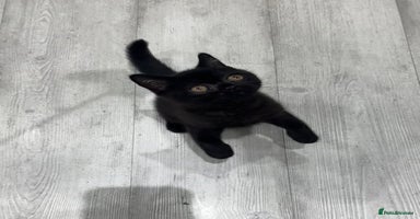 British Shorthair cats - Advert 2