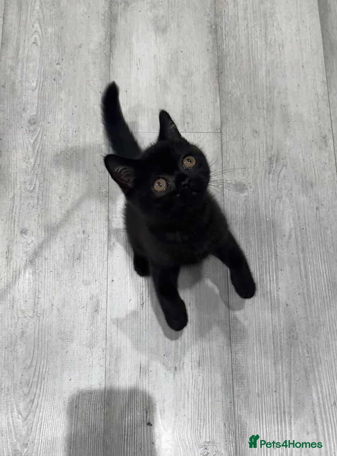 British Shorthair cats for sale: Gccf pedigree black little boy  - Image 2