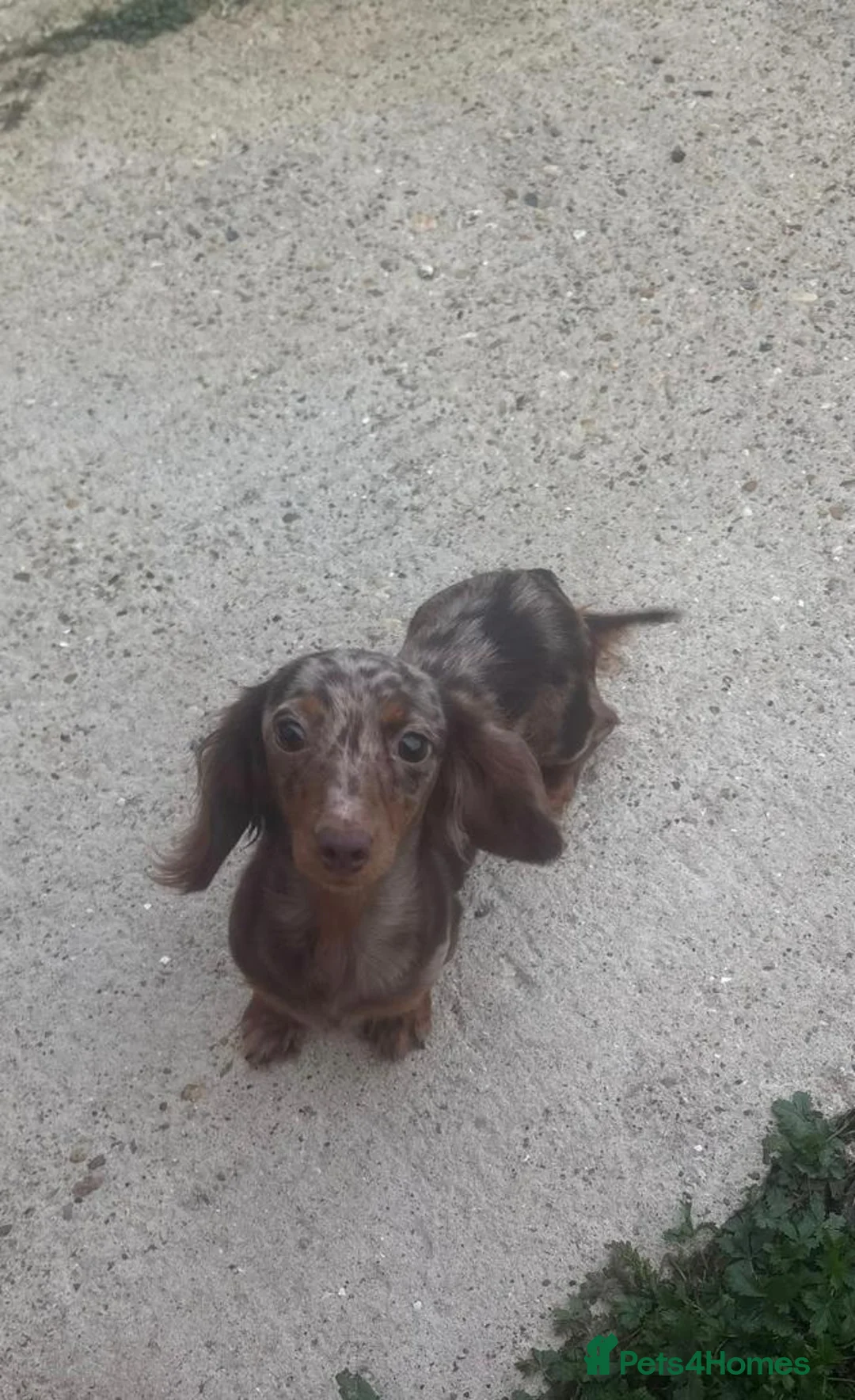 Dachshund dogs for sale: Dachshund pups  in Hamilton - Advert 2