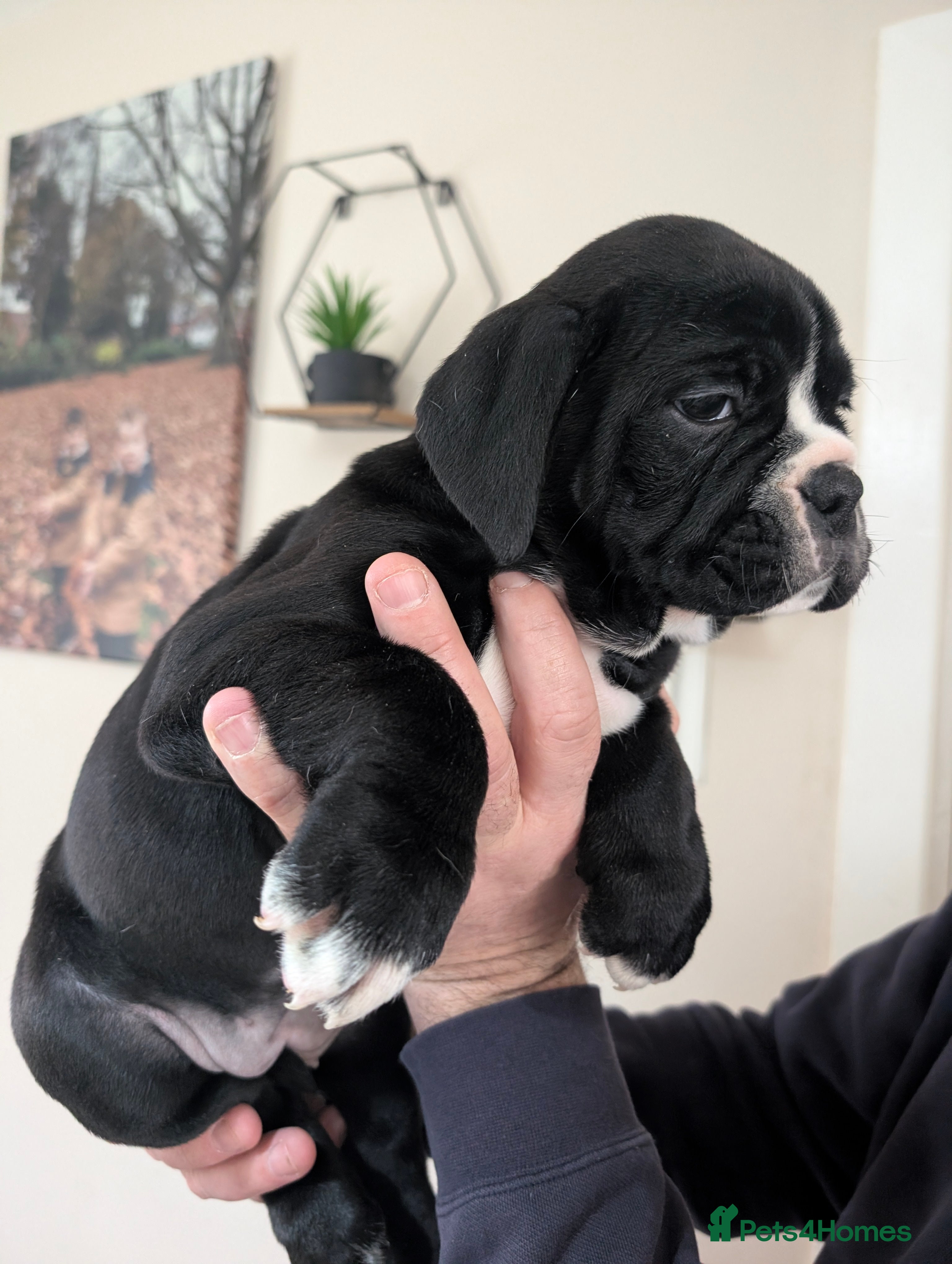 Olde English Bulldogge dogs Old tyme English bulldog - Advert 8