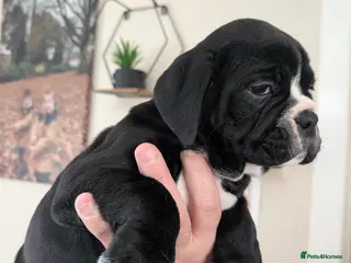 Olde English Bulldogge dogs Old tyme English bulldog - Advert 8