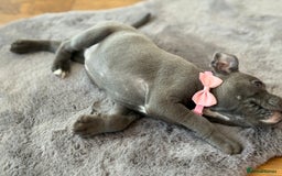 Staffordshire Bull Terrier dogs for sale: Ready for Their Forever Homes Now - Image 18