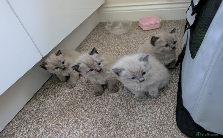 Ragdoll cats - Advert 1