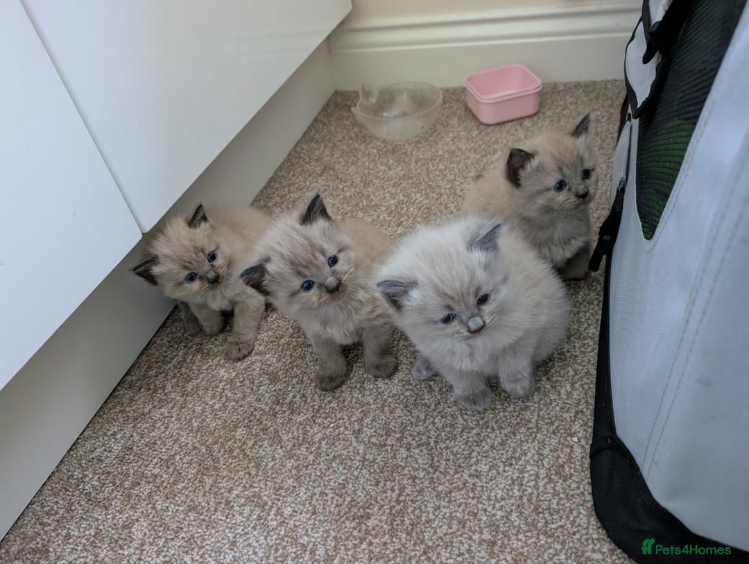 Ragdoll cats for sale: 4 gorgeous ragdoll kittens  - Image 1