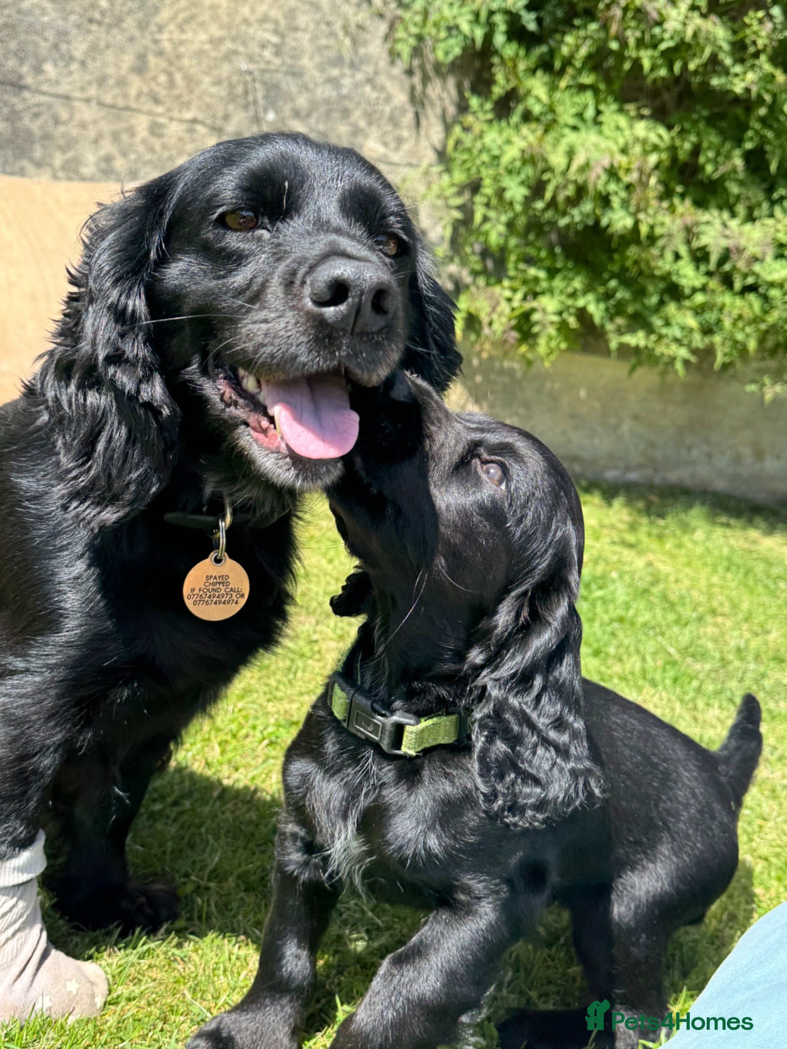 Cocker Spaniel dogs Two Black Working Cocker boys - 9 weeks - Advert 2