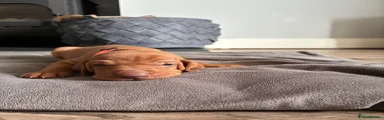 Hungarian Vizsla 3