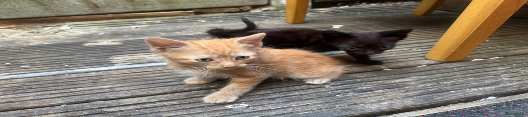 European Kitten 3