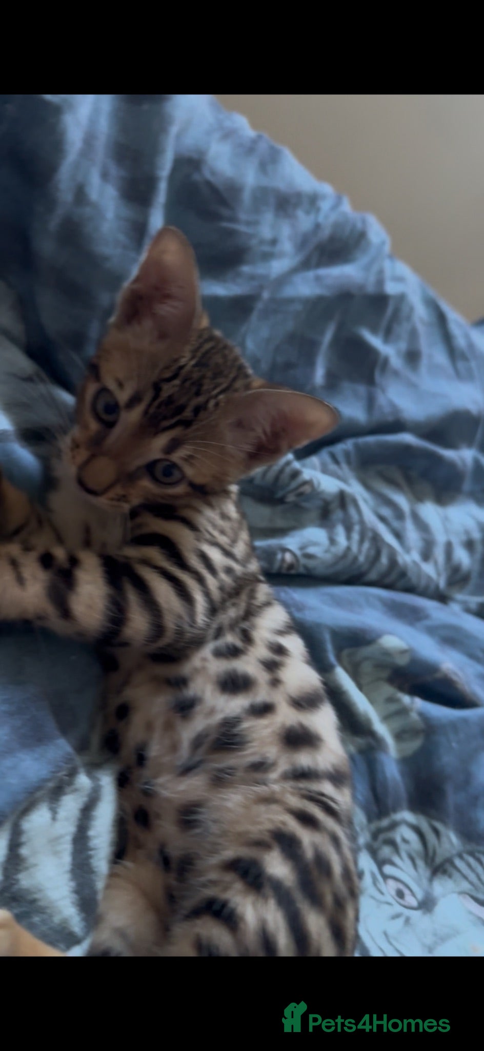 Bengal cats Gorgeous Bengal kitten male 2 months  - Advert 1