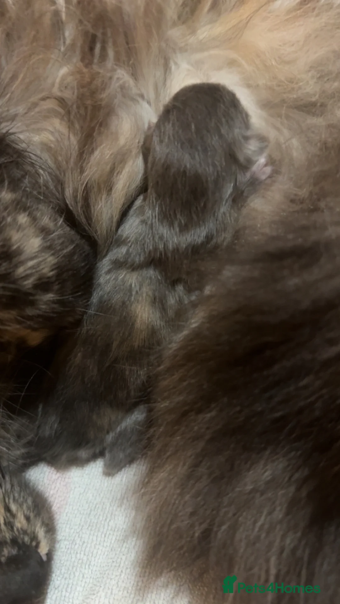 Maine Coon cats for sale: One Maine Coon kitten available.  - Advert 2