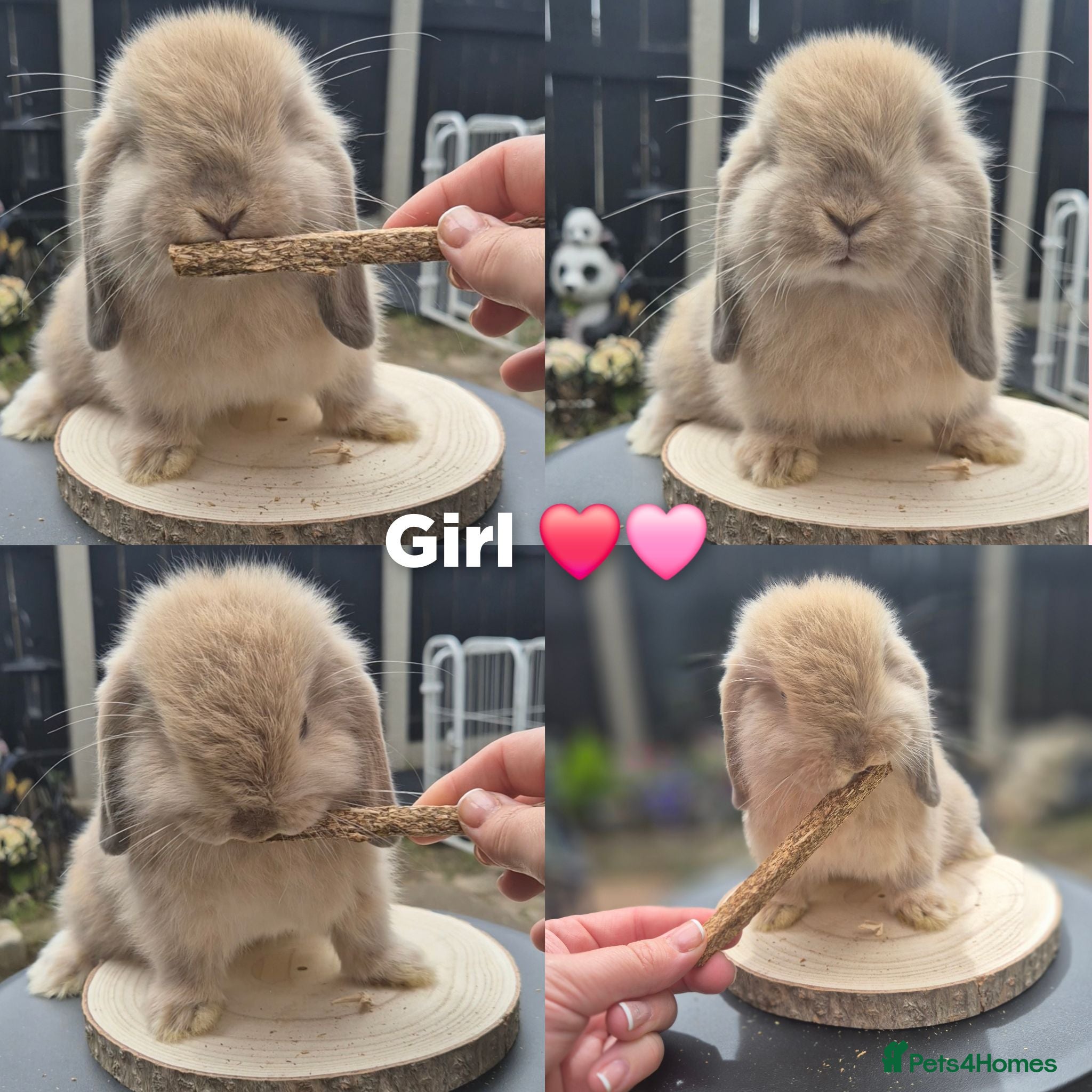 Mini Lop rabbits Mini lop Rabbit  - Advert 11
