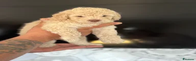 Cockapoo 2