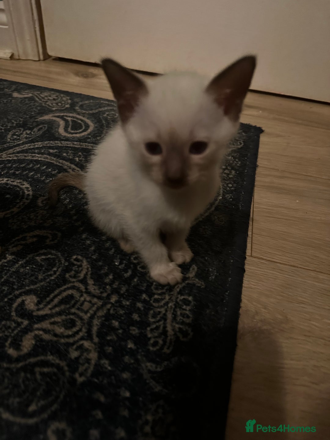 Siamese cats for sale: Beautiful Siamese females  - Advert 9