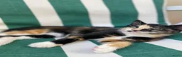 Mixed Breed cats for sale: 2 playfull cute kittens  - Advert 2
