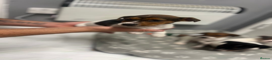 Jack Russell Puppy 4