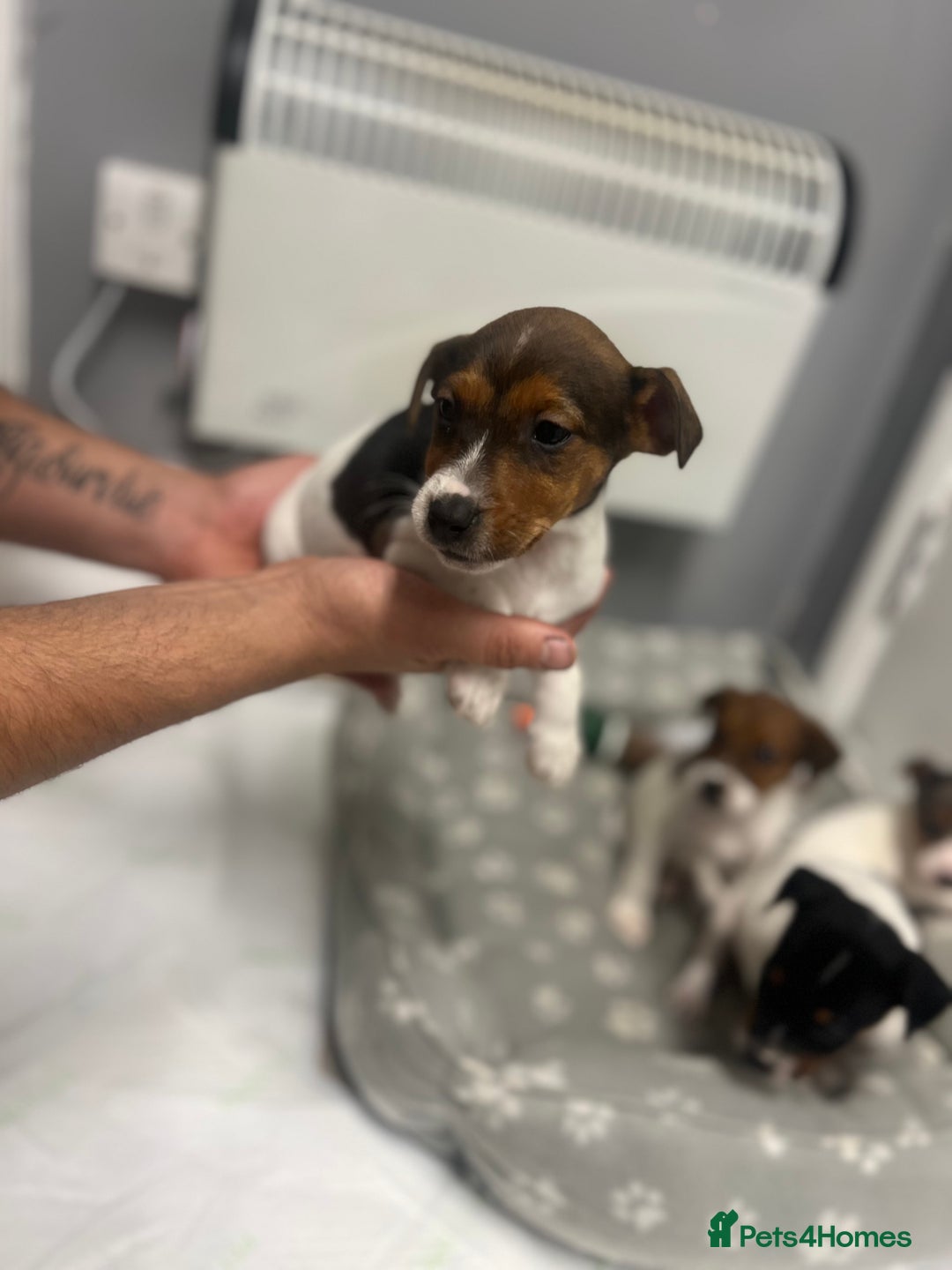 Jack Russell dogs for sale: 5 jack Russel puppies  - Image 14