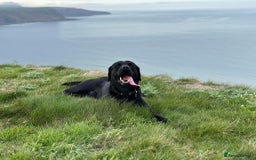 Labrador Retriever dogs for sale: 7yo Male Labrador KC Registered - Image 1