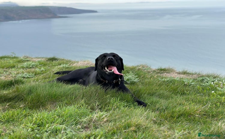 Labrador Retriever dogs - Advert 11