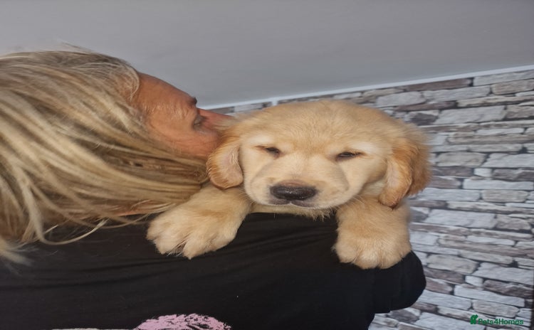 Golden Retriever dogs in Aberystwyth - Advert 9