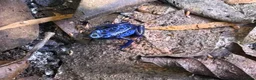 Frog reptiles for sale: Dendrobates Tinctorius Azureus Froglets 3+ OOW - Advert 2