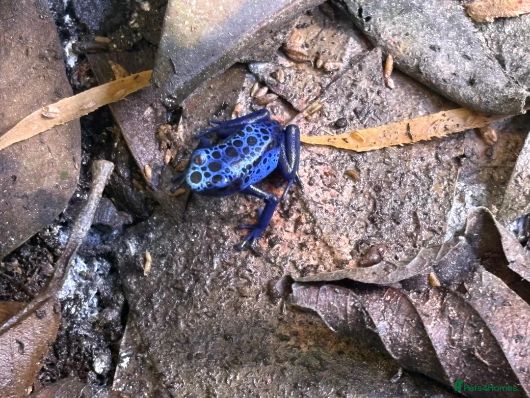 Frog reptiles for sale: Dendrobates Tinctorius Azureus Froglets 3+ OOW - Advert 2