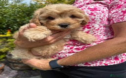 Cavapoo dogs for sale: Extensively Health Tested Apricot Cavapoo pups - Image 12