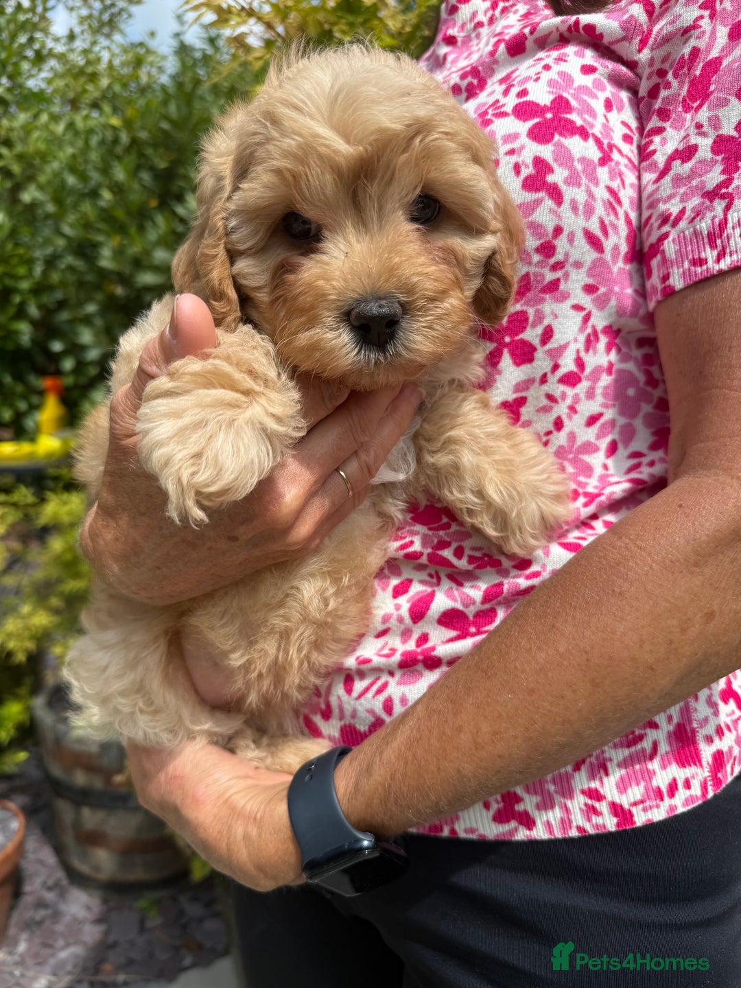 Cavapoo dogs for sale: Extensively Health Tested Apricot Cavapoo pups - Image 12