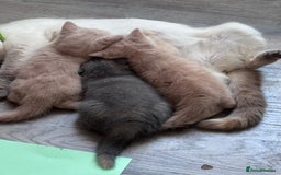 British Shorthair cats for sale: Adorable kittens  4 sweet home - Image 3