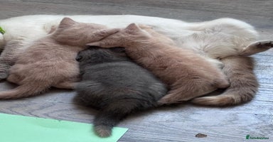British Shorthair cats - Advert 2
