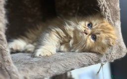 Persian cats for sale: Pedigree Persian Kittens ready to be rehomed - Image 38