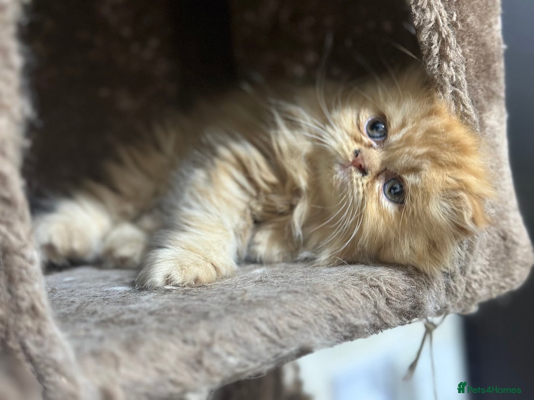 Persian cats for sale: Pedigree Persian Kittens ready to be rehomed - Image 38