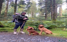 Labrador Retriever dogs for sale: Health Tested FTCH Sired Working Labrador Puppies - Advert 6