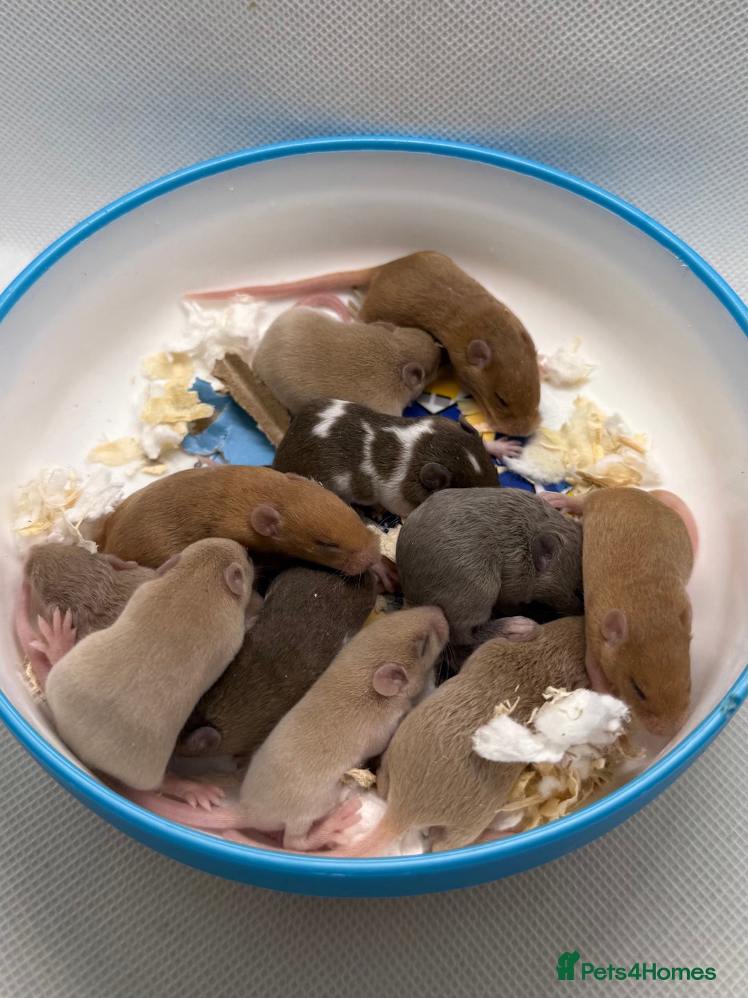 Mouse rodents for sale: Ethically Bred Mouse Pups - Waiting List Open!  - Advert 9
