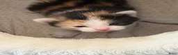 Mixed Breed cats for sale: Kittens - Advert 6