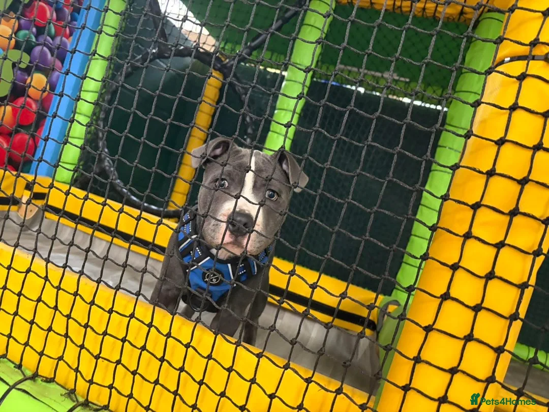 Staffordshire Bull Terrier dogs for sale: Blue Boy Staffy for Sale - Advert 4