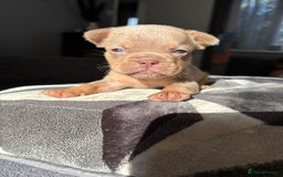 Mixed Breed dogs for sale: Frenchbulldog X pocket bully puppies - Image 1