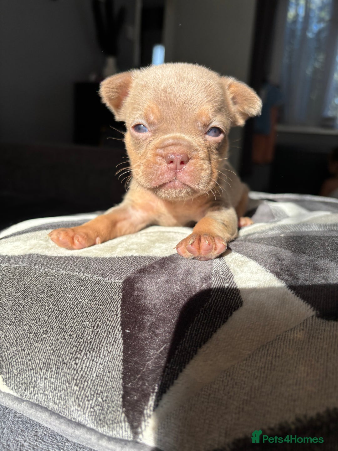 Mixed Breed dogs for sale: Frenchbulldog X pocket bully puppies - Image 1