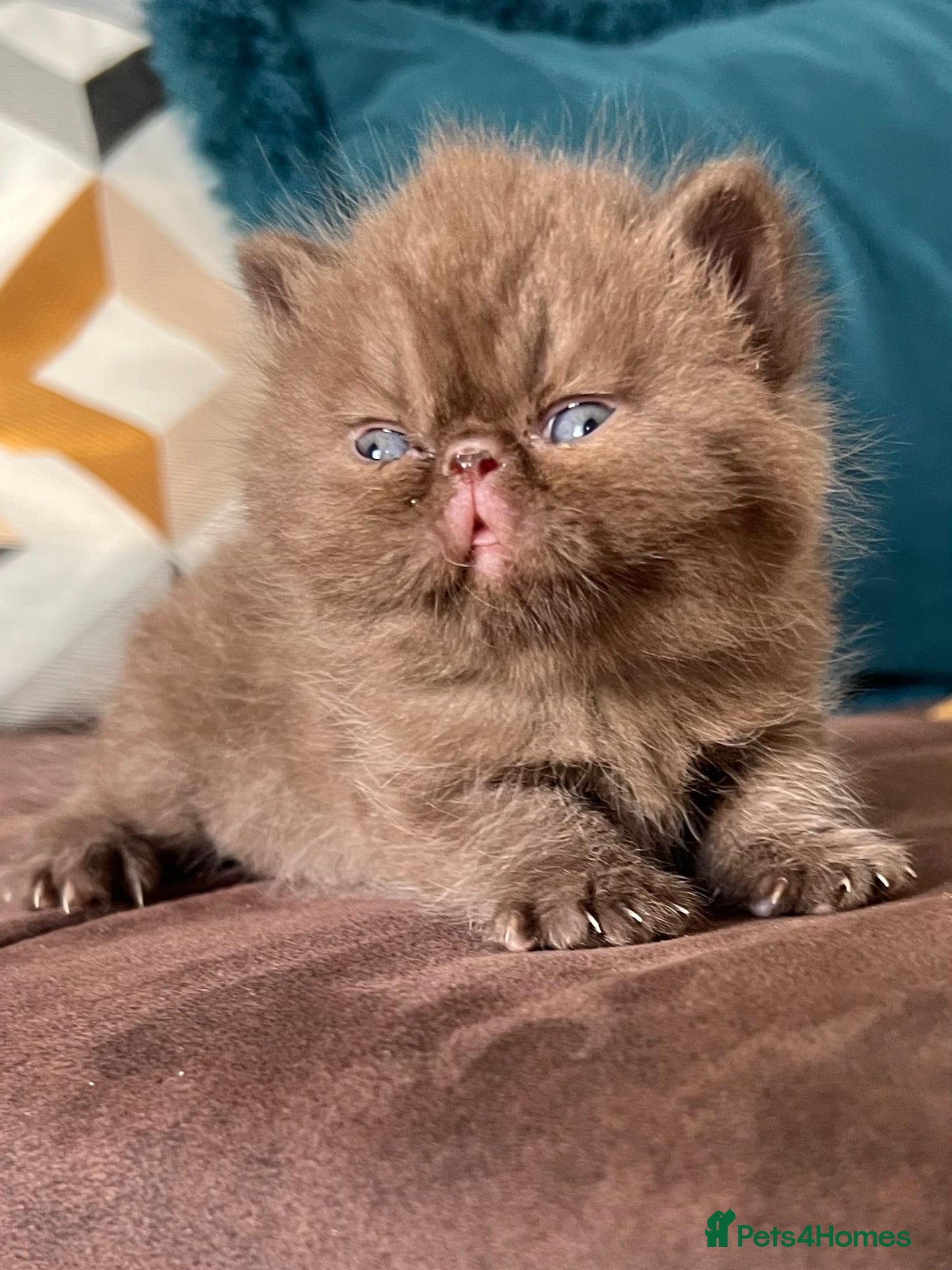Exotic cats Exotic & Persian Chocolate & Black Kittens - Advert 2