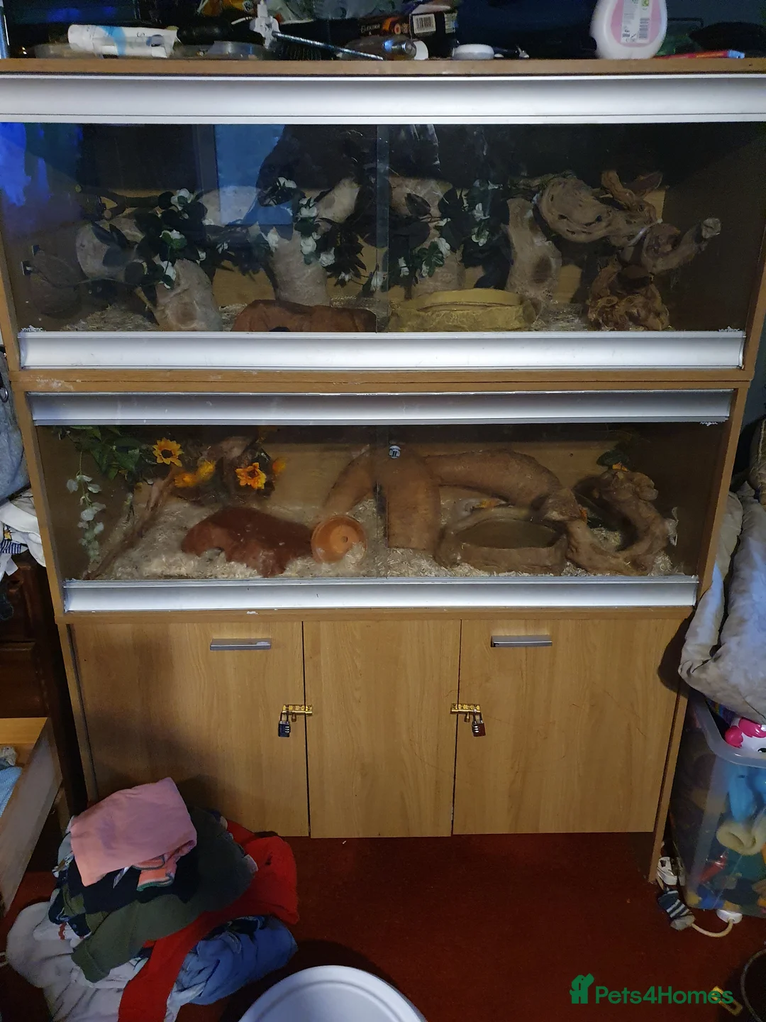 Corn Snake reptiles for sale: 2 corn snakes and full setups - Advert 5