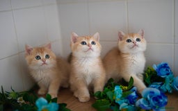 British Shorthair cats for sale: GOLDEN British Shorthair kittens and queen  in Manchester - Image 4