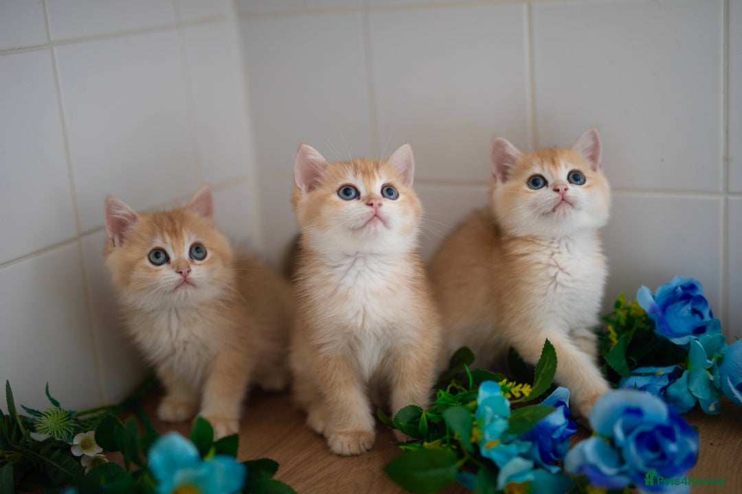 British Shorthair cats for sale: GOLDEN British Shorthair kittens and queen  in Manchester - Image 4
