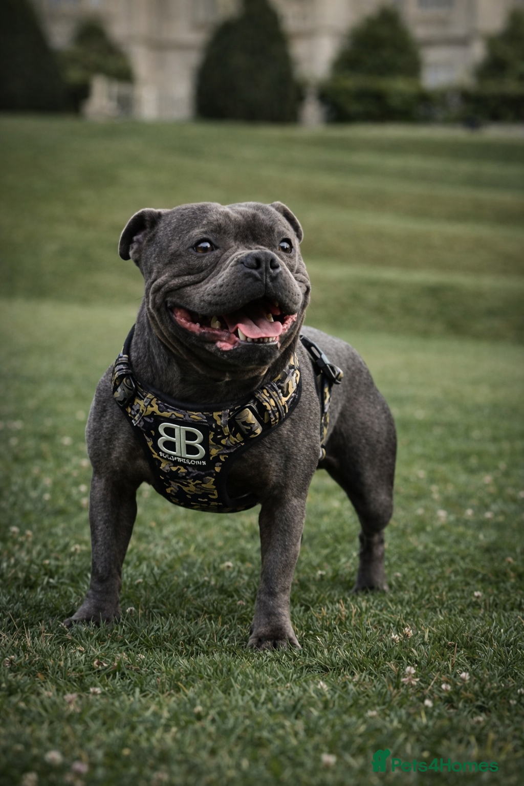 Staffordshire Bull Terrier dogs *THE UK'S Highest Titled & 🔝 BLUE CHAMPION* - Advert 14