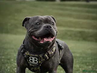 Staffordshire Bull Terrier dogs *THE UK'S Highest Titled & 🔝 BLUE CHAMPION* - Advert 14