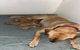 Labrador Retriever dogs for sale: Exceptional KC FTCH Working Labrador Pups - Image 1