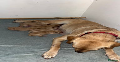 Labrador Retriever dogs - Advert 9