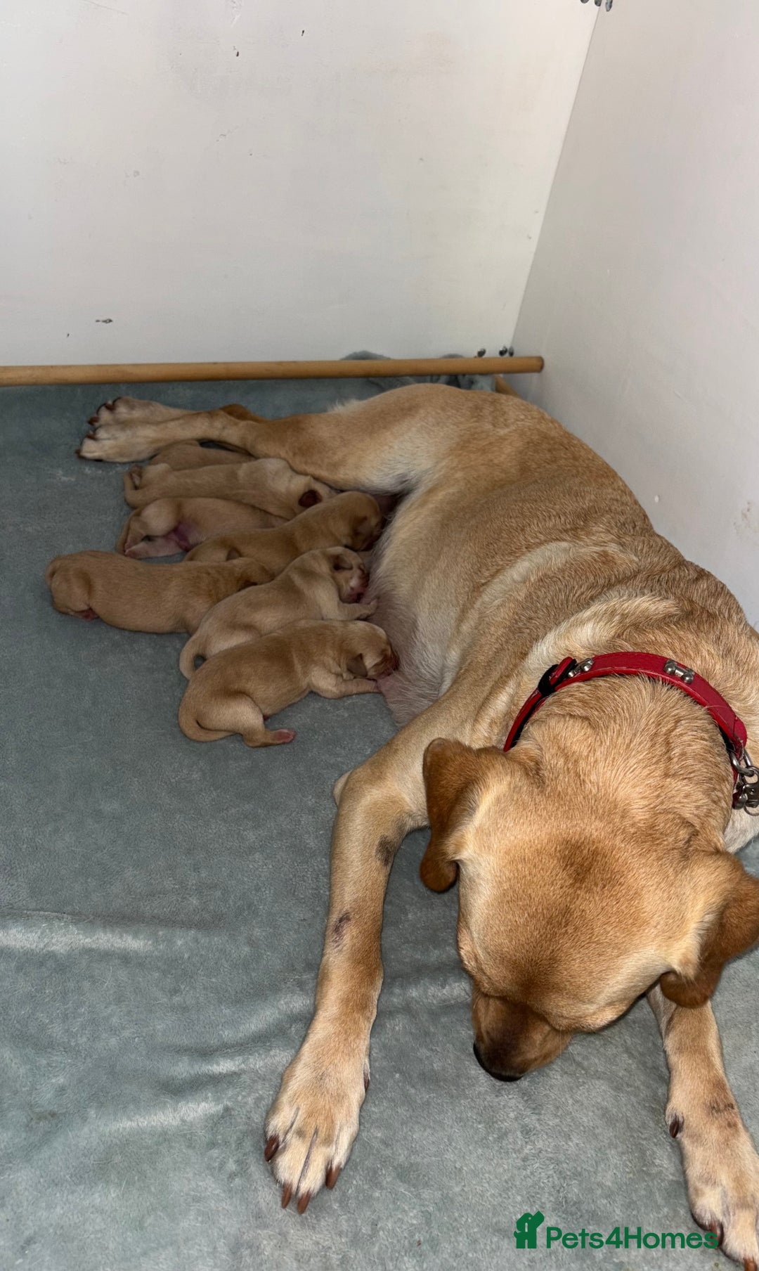 Labrador Retriever dogs for sale: Exceptional KC FTCH Working Labrador Pups - Image 1
