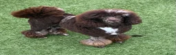 Cockapoo dogs for sale: Gorgeous F1B Cockapoo Puppies 🐾 - Advert 3