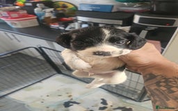 English Springer Spaniel dogs for sale: Springer spaniel puppy's  - Image 11